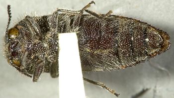 Media type: image;   Entomology 24405 Aspect: habitus ventral view